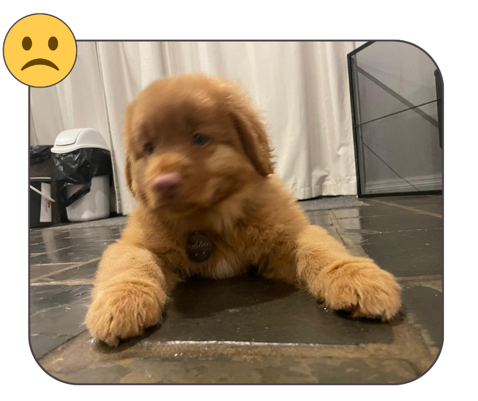 example of a bad image to use for a custom pet embroidery order