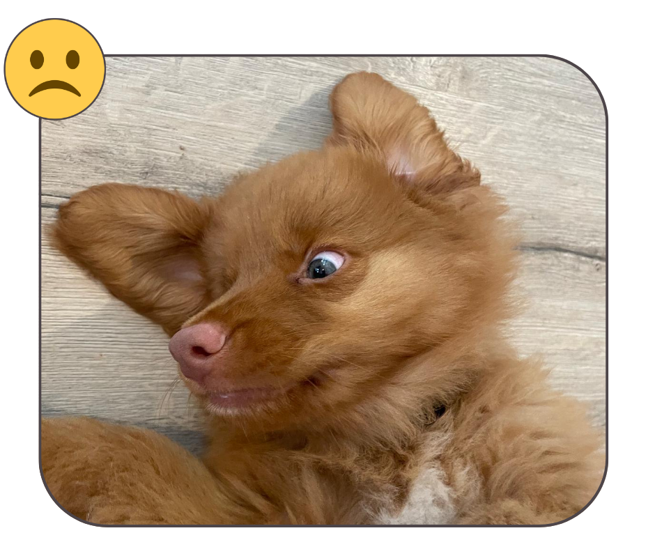 example of a bad image to use for a custom pet embroidery order