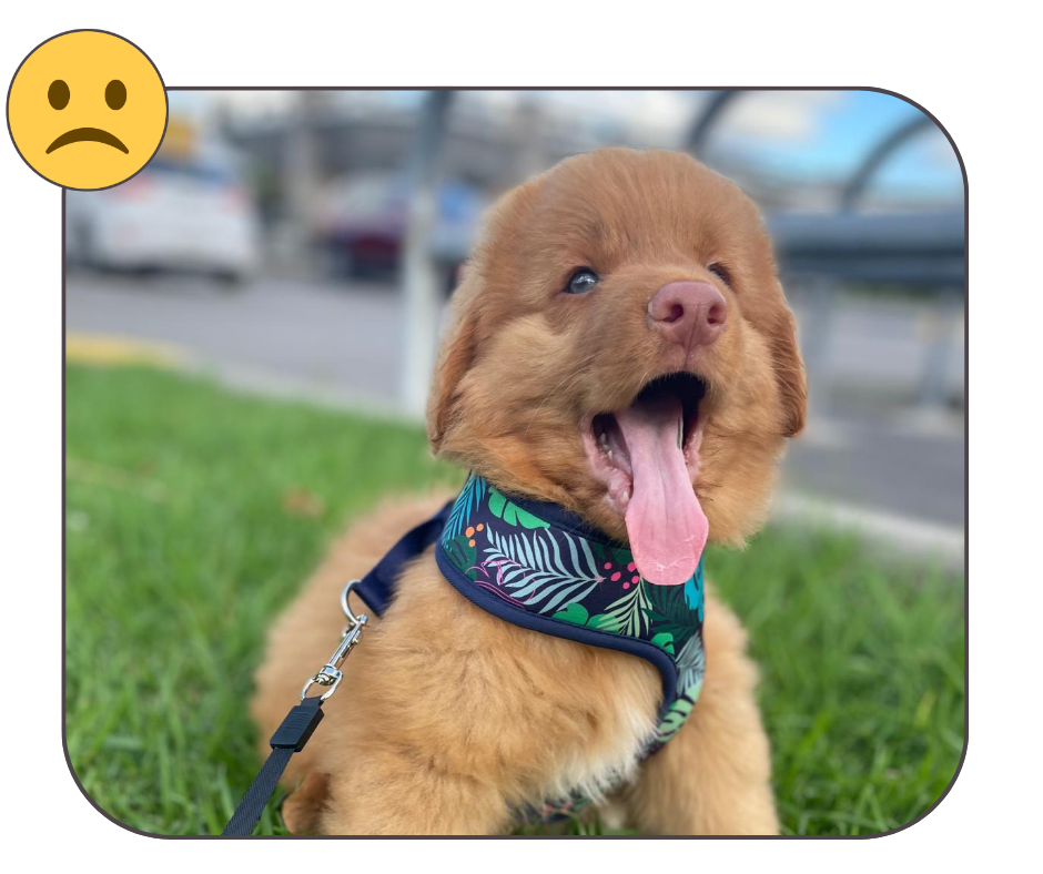 example of a bad image to use for a custom pet embroidery order