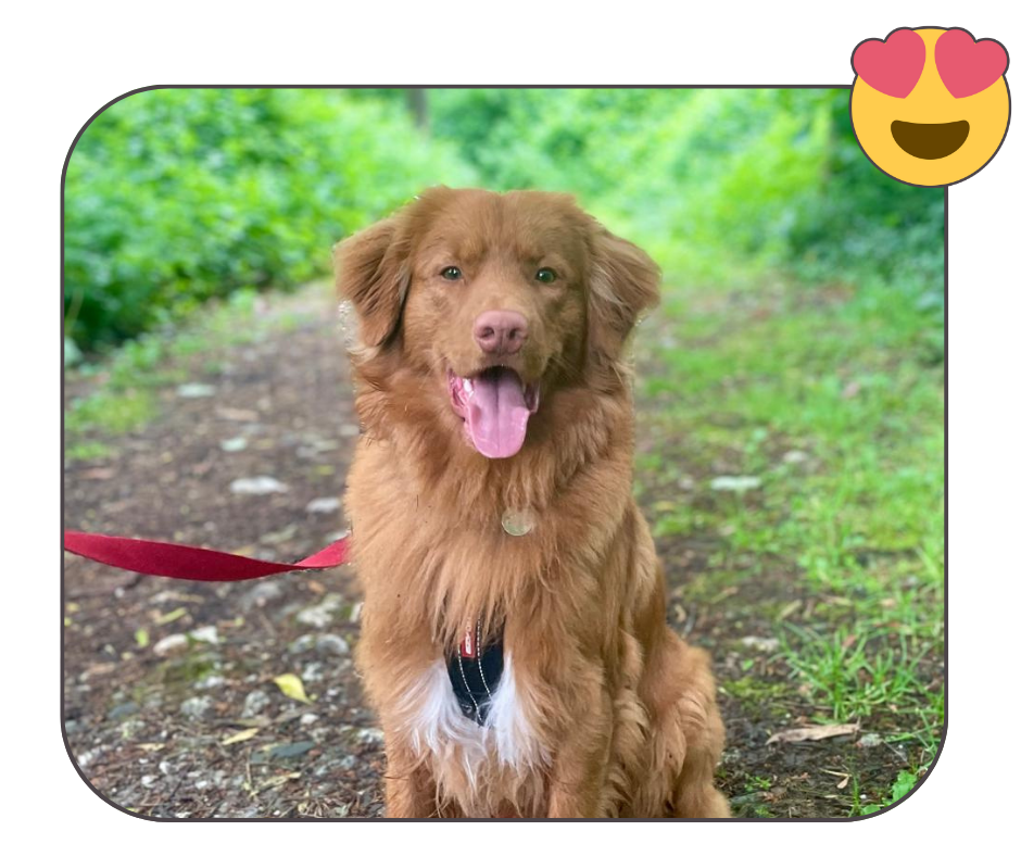 example of a good image to use for a custom pet embroidery order