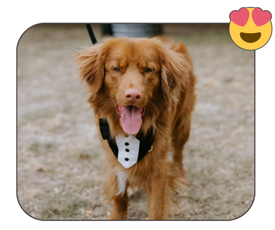 example of a good image to use for a custom pet embroidery order