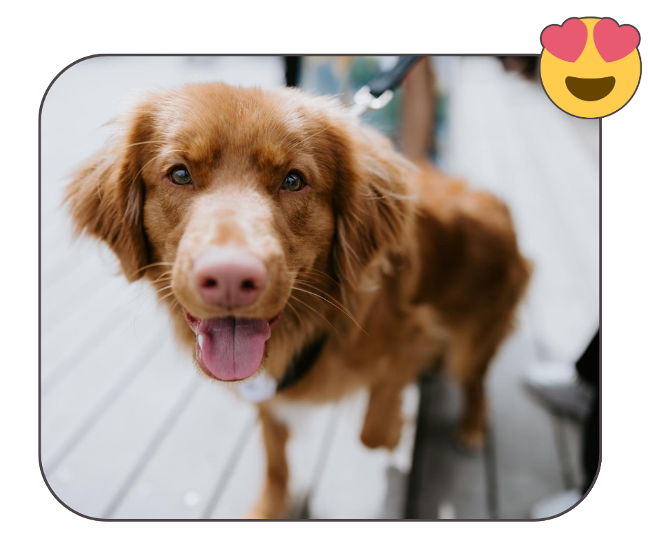 example of a good image to use for a custom pet embroidery order