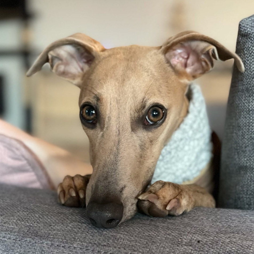 image of the Whippet Kemba, a fur ambassador