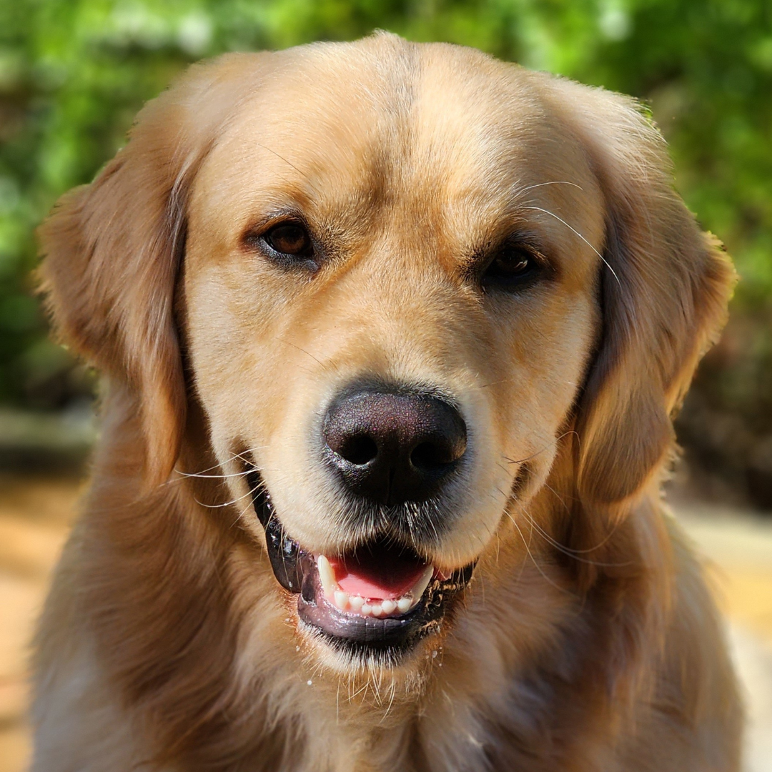image of Kobe the Golden Retriever, a fur ambassador