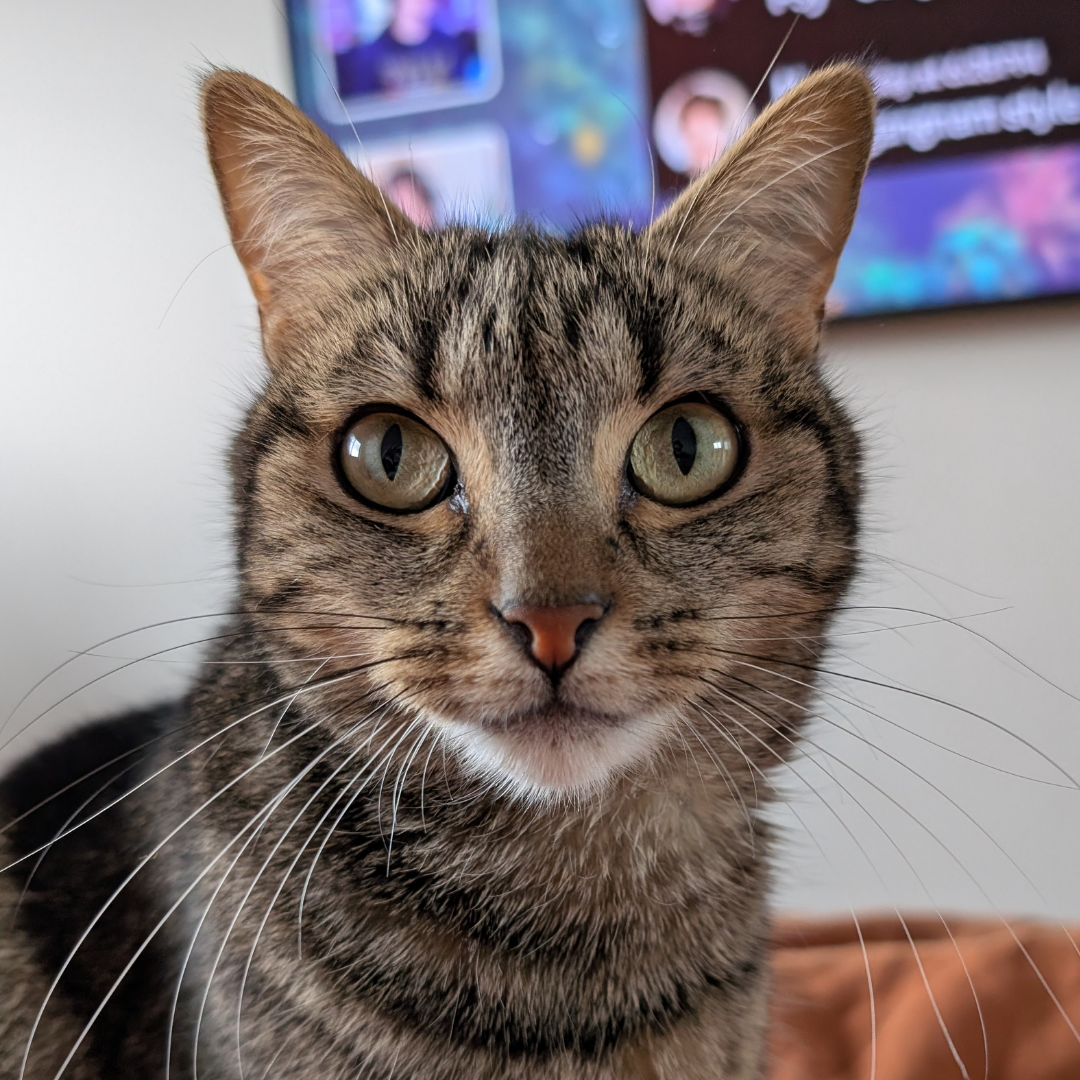 image of the tabby cat Morgan, a fur ambassador