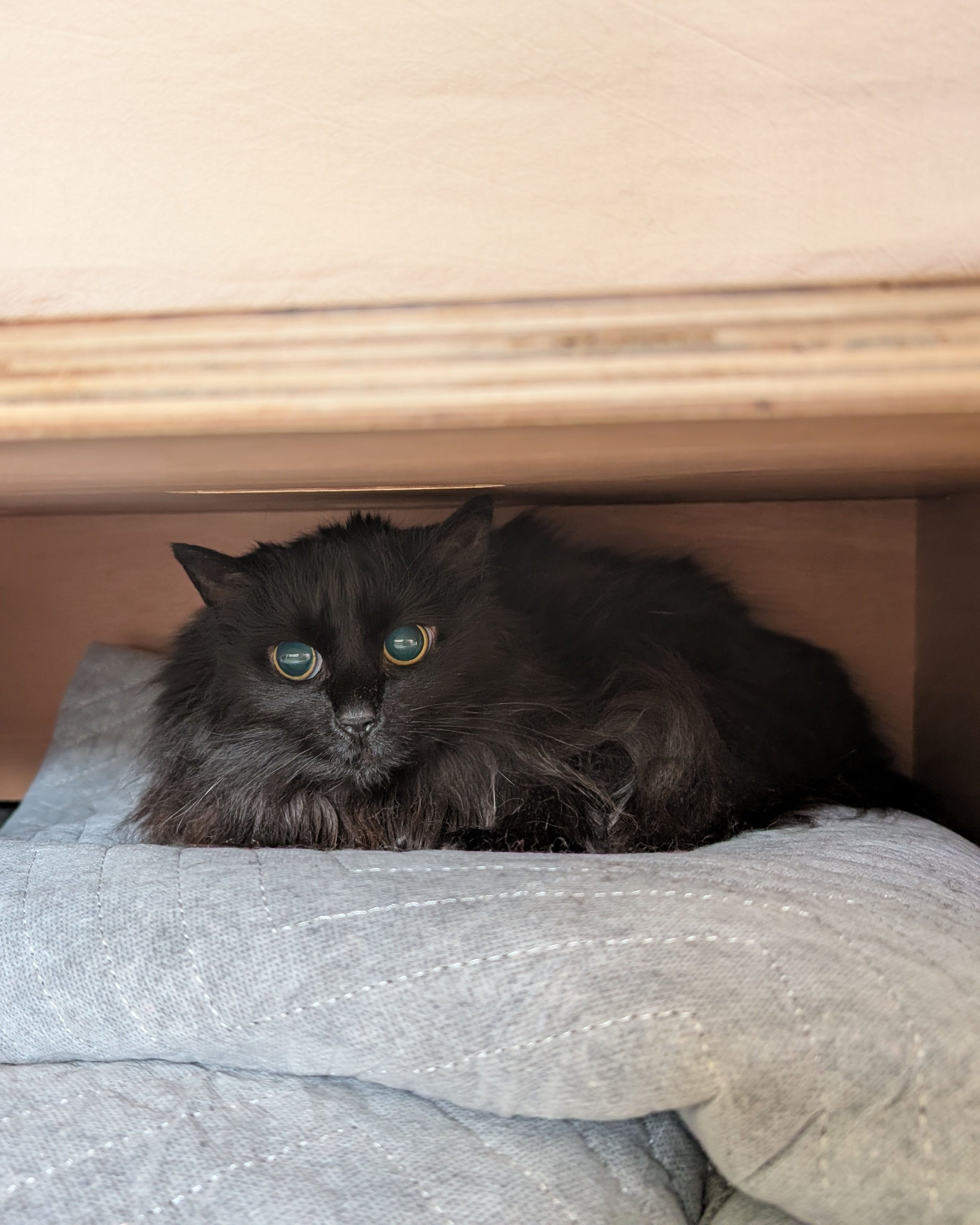 bailey hiding under the bed