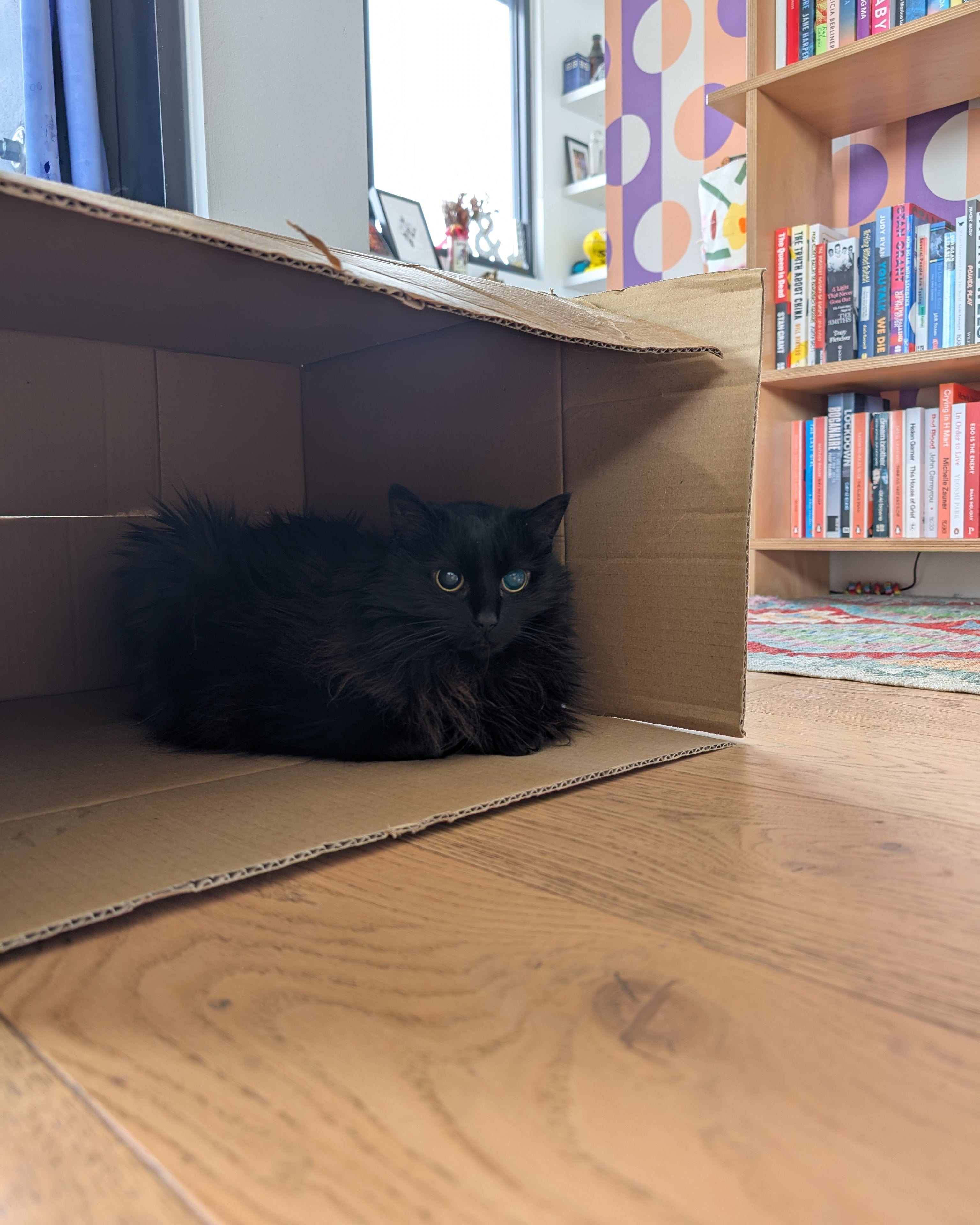 bailey in a cardboard box