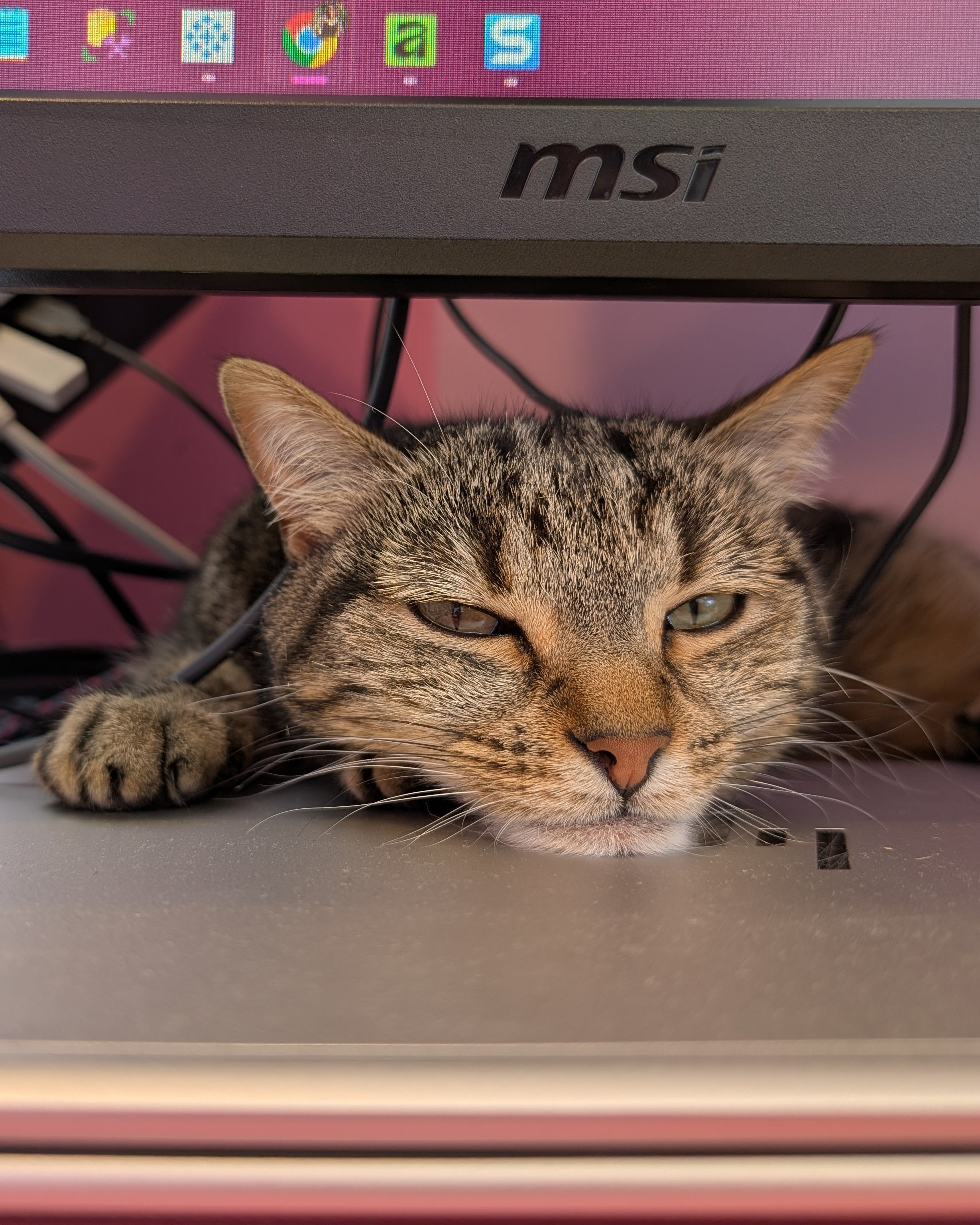 morgan napping on a laptop