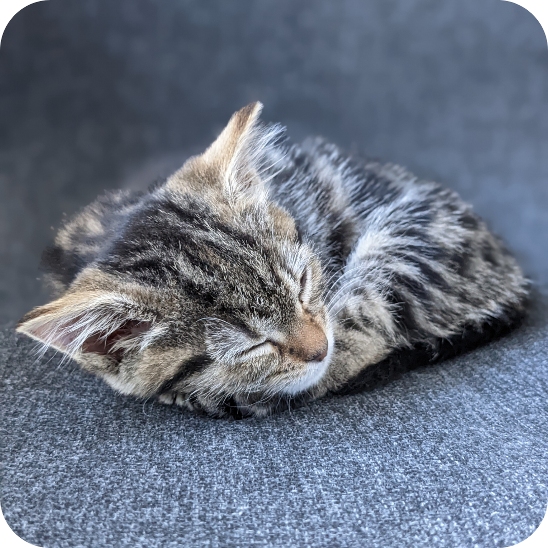 image of Morgan the tabby as a kitten, sleeping