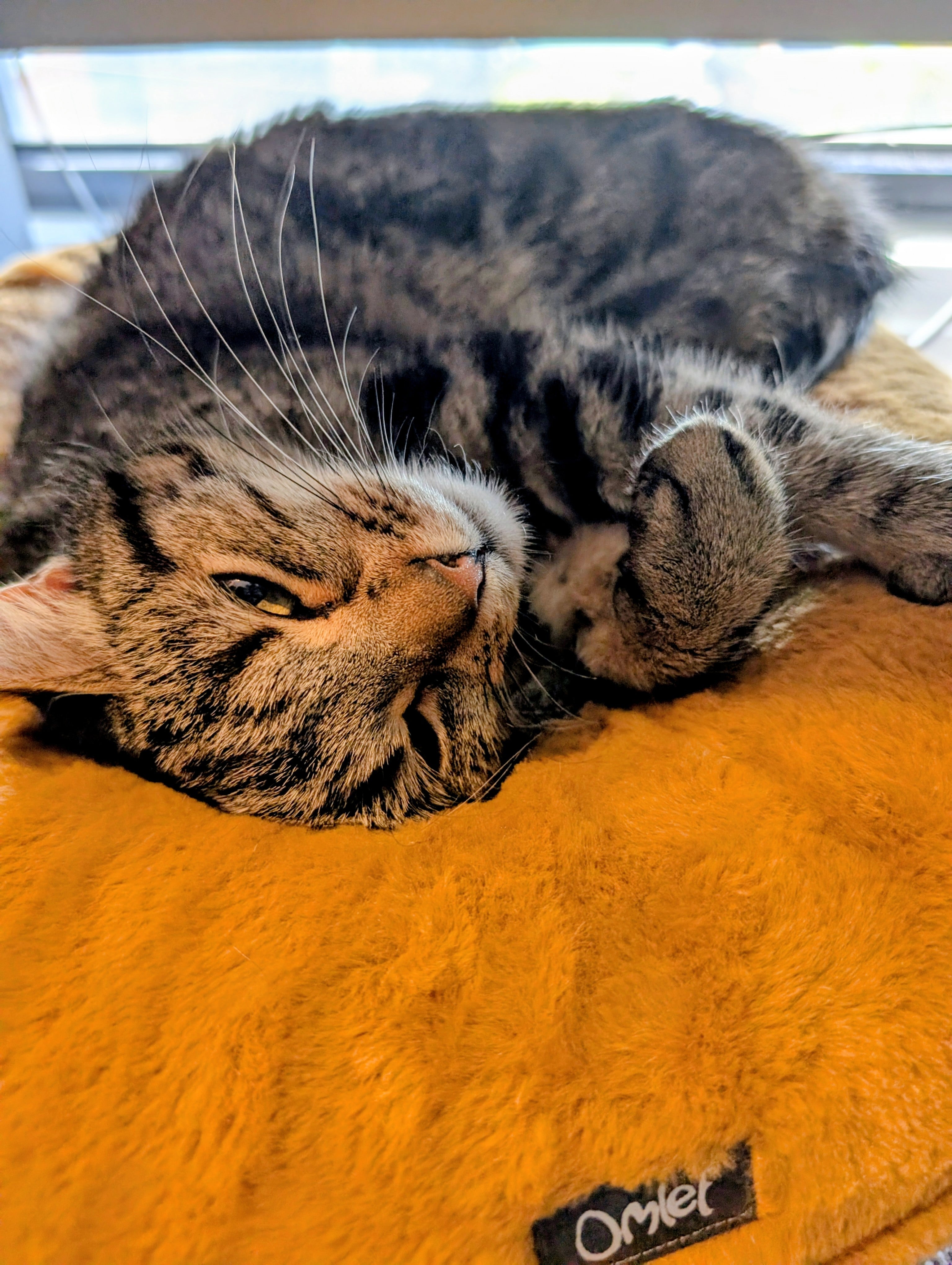 Morgan napping on her orange bed